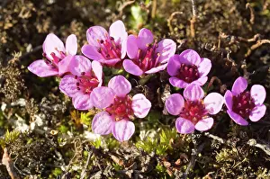 Norse: Norway. Tundra flowers Svalbard Archipelago
