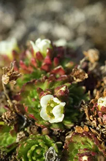 Norse: Norway. Tundra flowers Svalbard Archipelago