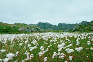 Cottongrass: Norway, Utsira Island, cottongrass