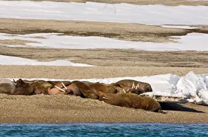 Norse: Norway. Walrus on Torellneset Island Nordaustlandet