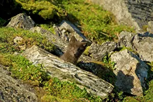 Alopex: Norway, western Spitsbergen. Arctic fox