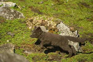 Alopex: Norway, western Spitsbergen. Arctic fox