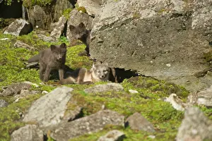 Alopex: Norway, western Spitsbergen. Arctic fox