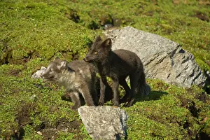 Alopex: Norway, western Spitsbergen. Arctic fox