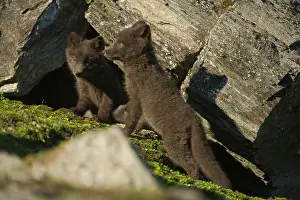 Alopex: Norway, western Spitsbergen. Arctic fox