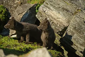 Alopex: Norway, western Spitsbergen. Arctic fox