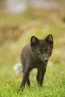 Sassenfjorden: Norway, western Spitsbergen. Arctic fox