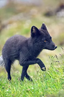 Sassenfjorden: Norway, western Spitsbergen. Arctic fox