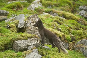 Alopex: Norway, western Spitsbergen. Arctic fox