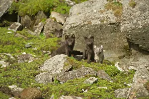 Alopex: Norway, western Spitsbergen. Arctic fox