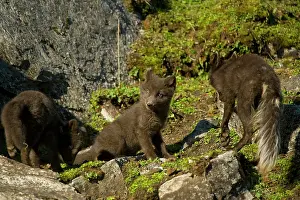 Alopex: Norway, western Spitsbergen. Arctic fox