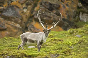 Platyrhynchus: Norway, western Spitsbergen. Svalbard reindeer