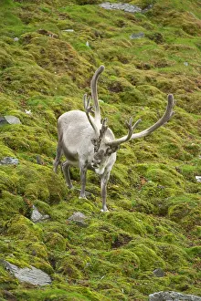 Platyrhynchus: Norway, western Spitsbergen. Svalbard reindeer