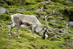 Platyrhynchus: Norway, western Spitsbergen. Svalbard reindeer
