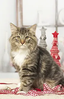 Norwegians: Norwegian cat indoors