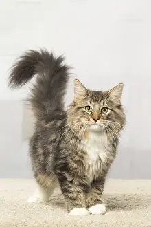 Norwegians: Norwegian cat indoors