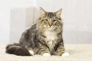 Norwegians: Norwegian cat indoors