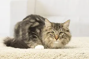Norwegians: Norwegian cat indoors
