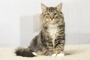 Norwegians: Norwegian cat indoors
