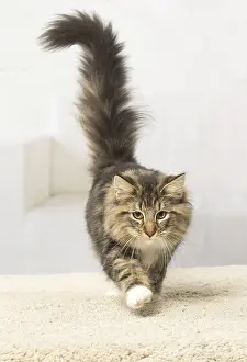 Norwegians: Norwegian cat indoors