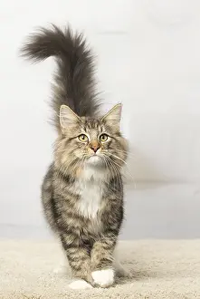 Norwegians: Norwegian cat indoors