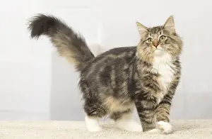 Norwegians: Norwegian cat indoors