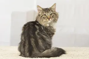 Norwegians: Norwegian cat indoors