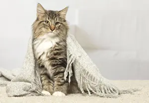 Norwegians: Norwegian cat indoors