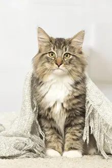 Norwegians: Norwegian cat indoors