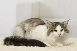 Norwegians: Norwegian cat indoors