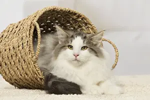 Norwegians: Norwegian cat indoors