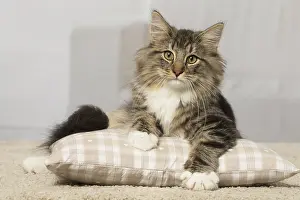 Norwegians: Norwegian cat indoors