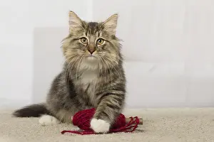 Norwegians: Norwegian cat indoors