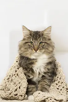 Norwegians: Norwegian cat indoors