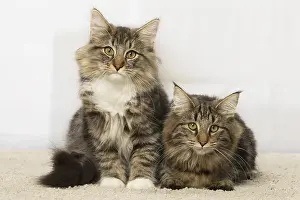 Norwegians: Norwegian cat indoors