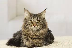 Norwegians: Norwegian cat indoors