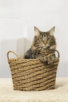 Norwegians: Norwegian cat indoors