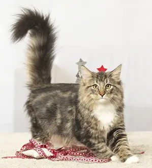 311017: Norwegian cat indoors