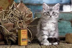 String: Norwegian Cat - kitten 10 weeks