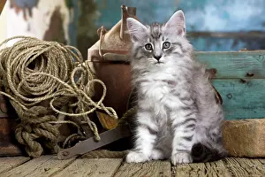 String: Norwegian Cat - kitten 10 weeks