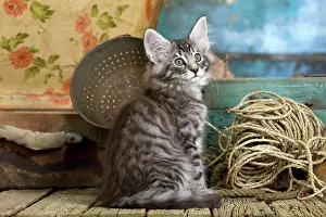 Skogkatt: Norwegian Cat - kitten at 10 weeks