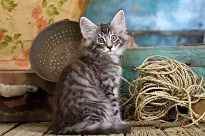 Skogkatt: Norwegian Cat - kitten at 10 weeks