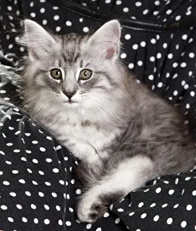Skogkatt: Norwegian Cat - kitten at 10 weeks