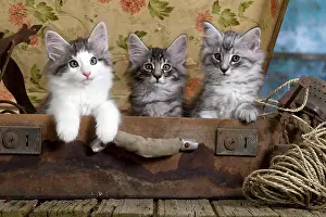 Norwegians: Norwegian Cat - kittens at 10 weeks