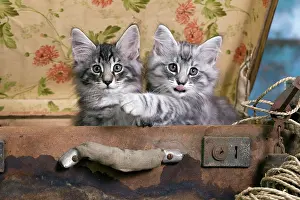 Norwegians: Norwegian Cat - kittens at 10 weeks