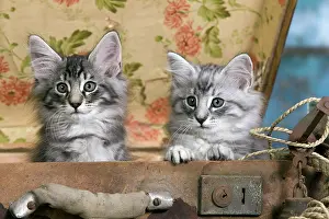 Norwegians: Norwegian Cat - kittens at 10 weeks