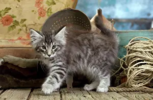 Norwegians: Norwegian Cat - kittens at 10 weeks