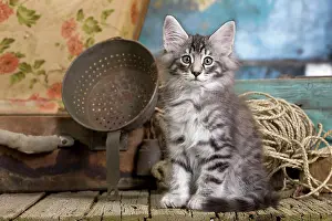 Norwegians: Norwegian Cat - kittens at 10 weeks