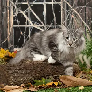 Norwegians: Norwegian cat outdoors in autumn