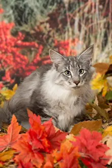 Norwegians: Norwegian cat outdoors in autumn
